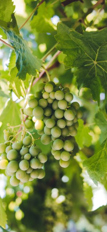 bunches of grapes Wallpaper 1080x2340