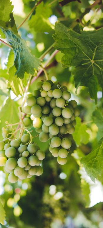 bunches of grapes Wallpaper 1080x2400