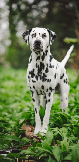 dalmatian, pet dog Wallpaper 1080x2220