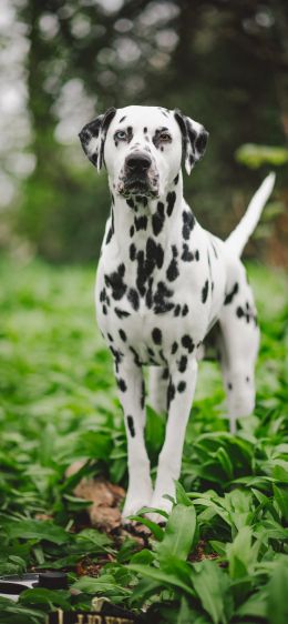 dalmatian, pet dog Wallpaper 1242x2688