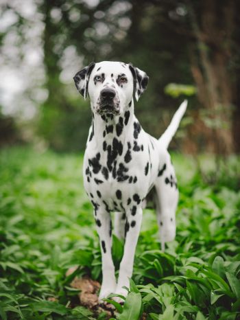 dalmatian, pet dog Wallpaper 1536x2048