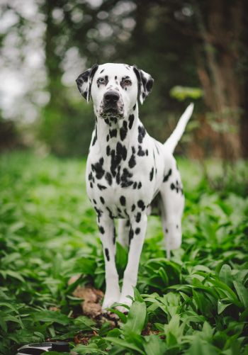dalmatian, pet dog Wallpaper 1668x2388