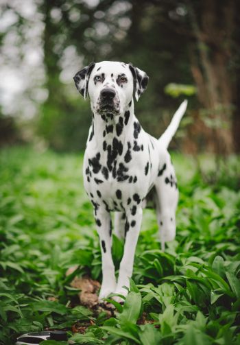 dalmatian, pet dog Wallpaper 1640x2360