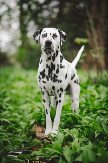 dalmatian, pet dog Wallpaper 640x960