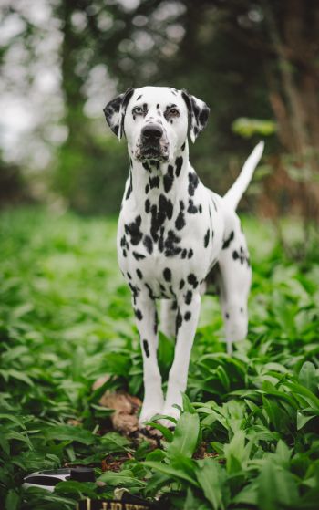 dalmatian, pet dog Wallpaper 1752x2800