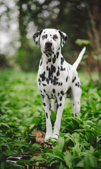 dalmatian, pet dog Wallpaper 1200x2000
