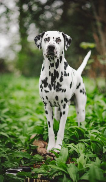 dalmatian, pet dog Wallpaper 600x1024