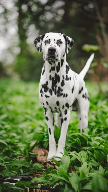 dalmatian, pet dog Wallpaper 640x1136