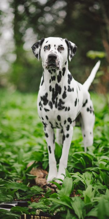 dalmatian, pet dog Wallpaper 720x1440