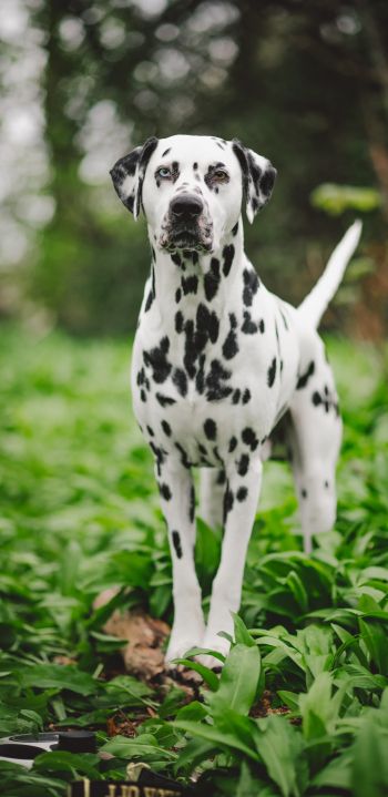 dalmatian, pet dog Wallpaper 1440x2960