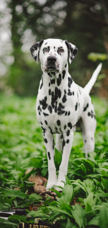 dalmatian, pet dog Wallpaper 1440x3040