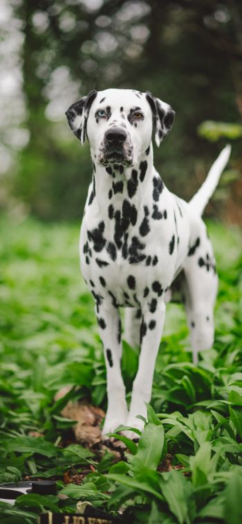 dalmatian, pet dog Wallpaper 828x1792