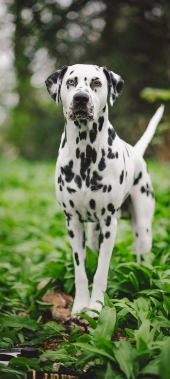 dalmatian, pet dog Wallpaper 1440x3200