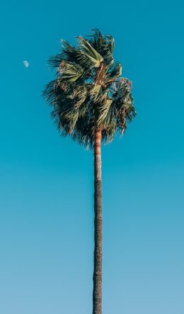 tall palm Wallpaper 600x1024