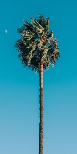 tall palm Wallpaper 720x1440