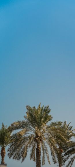 Dubai, United Arab Emirates Wallpaper 1440x3200