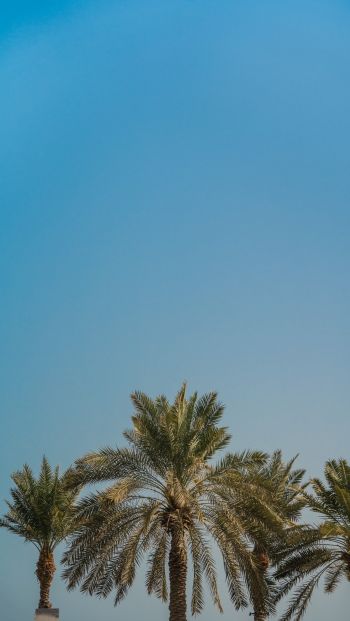 Dubai, United Arab Emirates Wallpaper 640x1136