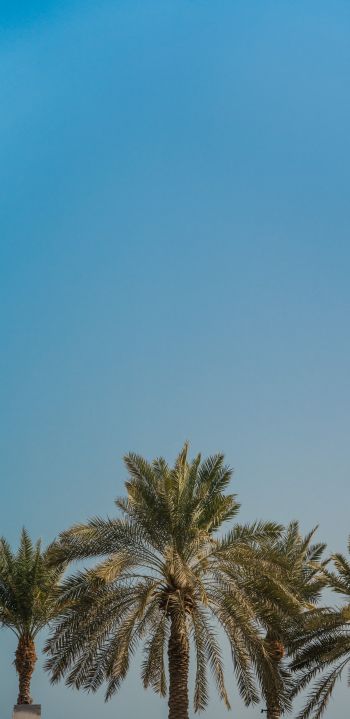 Dubai, United Arab Emirates Wallpaper 1080x2220