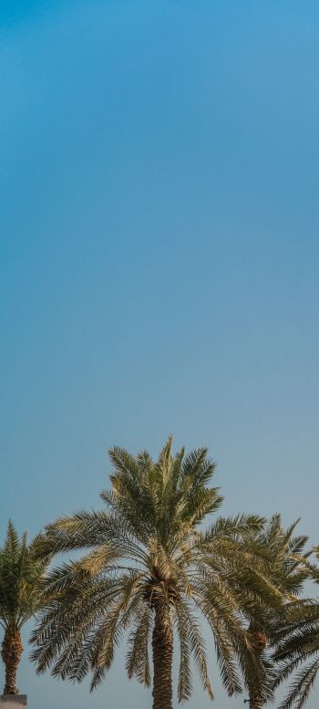 Обои 1440x3200 Дубай, Объединенные Арабские Эмираты