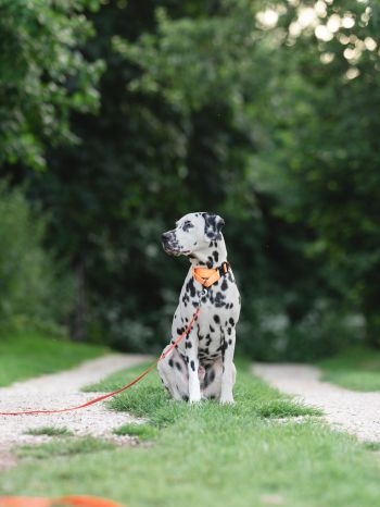 pet dog, dalmatian Wallpaper 1620x2160