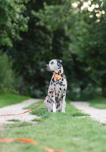 pet dog, dalmatian Wallpaper 1668x2388