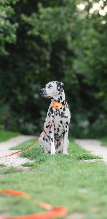 pet dog, dalmatian Wallpaper 1440x2960