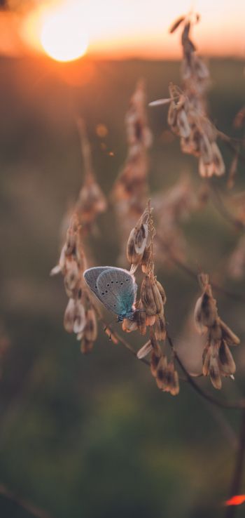 insect, butterfly Wallpaper 1080x2280