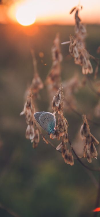 insect, butterfly Wallpaper 1080x2340