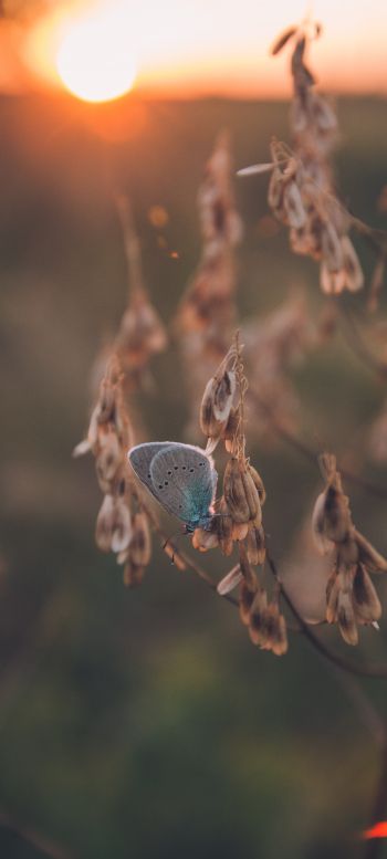 insect, butterfly Wallpaper 1440x3200