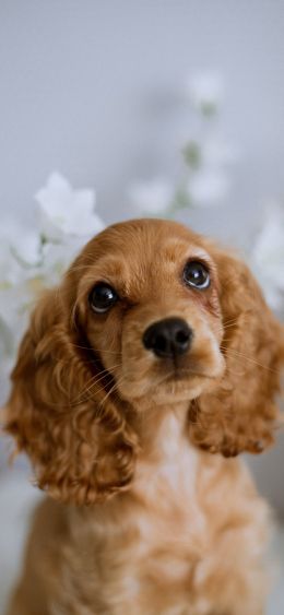 spaniel, dog Wallpaper 1080x2340