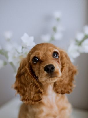 spaniel, dog Wallpaper 1620x2160