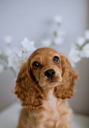 spaniel, dog Wallpaper 1640x2360