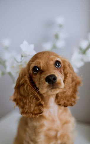 spaniel, dog Wallpaper 1752x2800