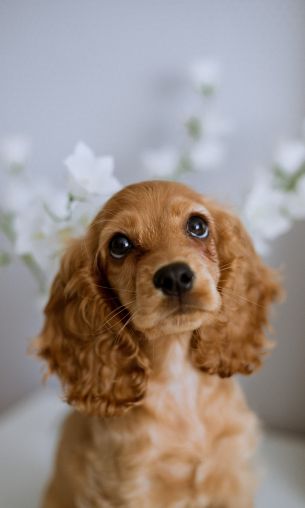 spaniel, dog Wallpaper 1200x2000