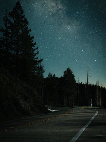 night road, forest Wallpaper 1668x2224