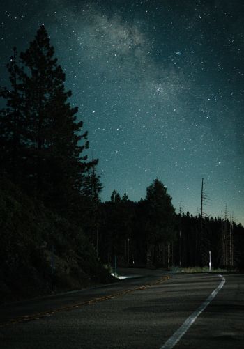 night road, forest Wallpaper 1668x2388