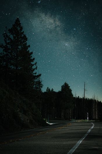 night road, forest Wallpaper 640x960