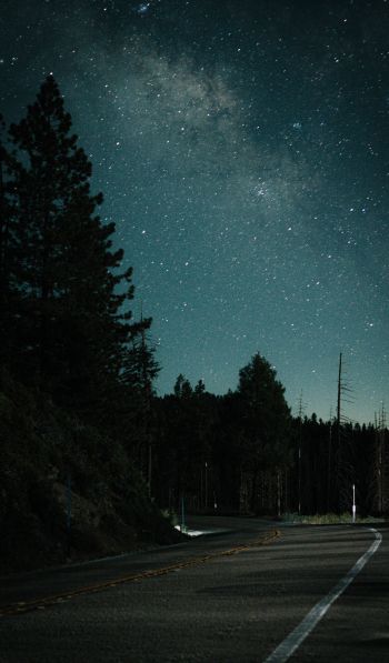 night road, forest Wallpaper 600x1024