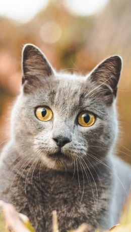 yellow eyes, cat Wallpaper 640x1136