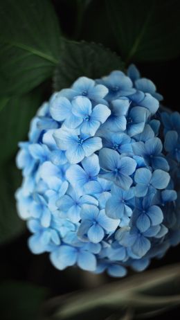 Обои 720x1280 голубые цветы