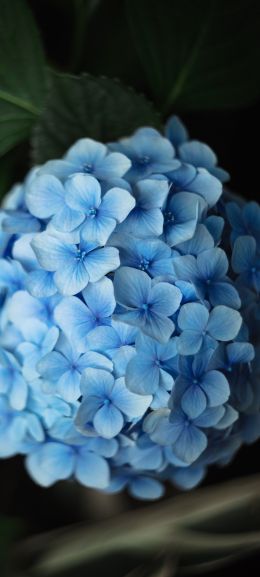 Обои 720x1600 голубые цветы