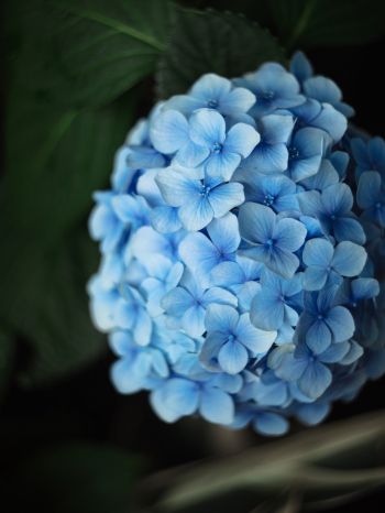 Обои 1620x2160 голубые цветы
