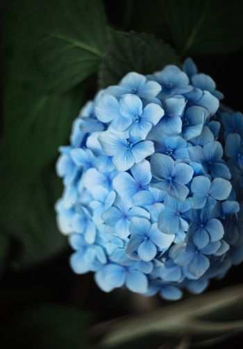 Обои 1640x2360 голубые цветы