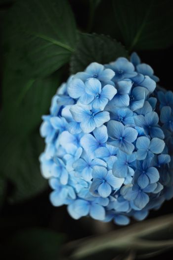 Обои 640x960 голубые цветы