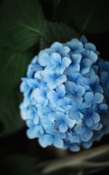 Обои 1752x2800 голубые цветы