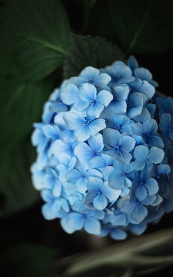Обои 800x1280 голубые цветы