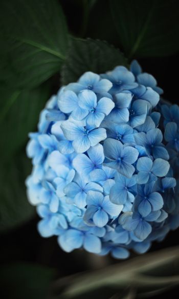 Обои 1200x2000 голубые цветы