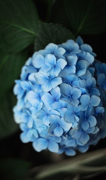 Обои 600x1024 голубые цветы