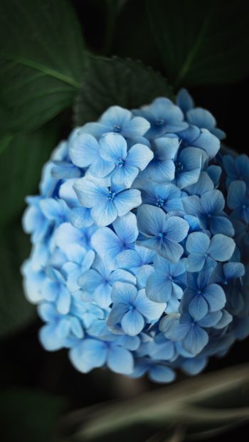 Обои 640x1136 голубые цветы