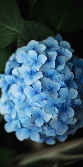 Обои 720x1440 голубые цветы